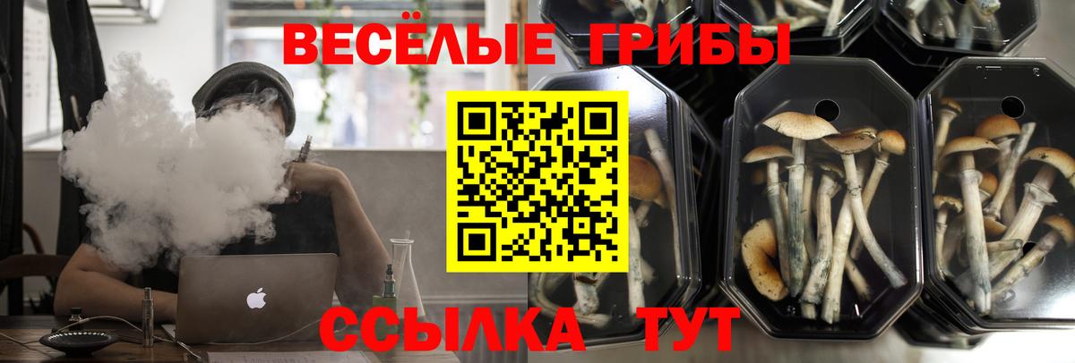 Псилоцибиновые грибы прущие грибы  Псилоцибиновые грибы Psilocybe  Балабаново 